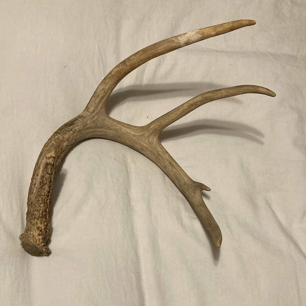 Four point Deer Antler